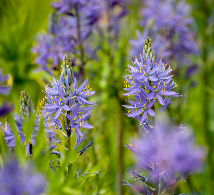 Camassia (Indian Hyacinth)
